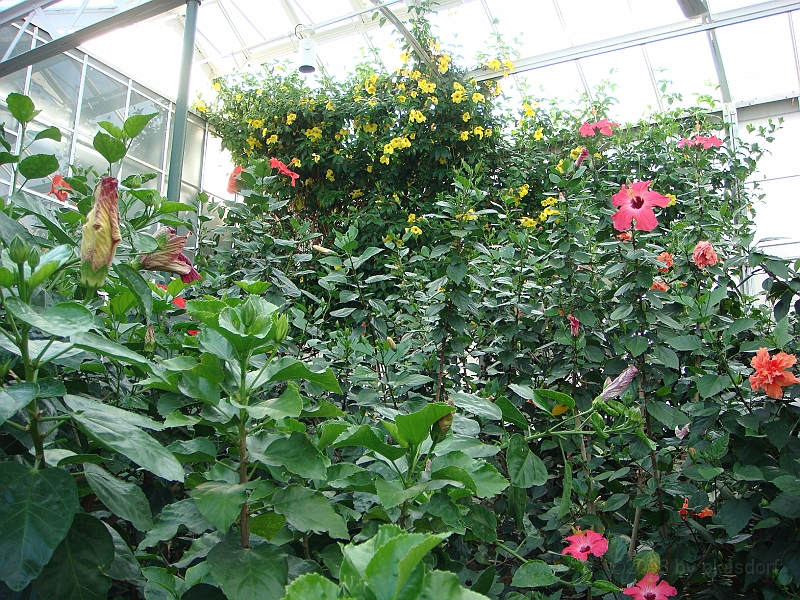 345 Longwood Gardens [2008 August 23].JPG - Longwood Gardens in Pennsylvania